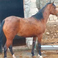 اسب|اسب و تجهیزات اسب‌سواری|شیراز, کیان آباد|دیوار