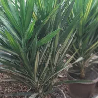 گلفروشی ارش|گل و گیاه طبیعی|لردگان, |دیوار