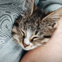 واگذاری سرپرستی بچه گربه سالم و بغلی