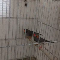 نرگسی نر بالغ مست،یک جفت فنچ زبرا همراه تخم معاوضه|پرنده|رشت, تازه آباد|دیوار