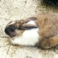 خرگوش|موش و خرگوش|شیروان (خراسان), |دیوار