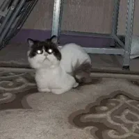 گربه بریتیش آروم