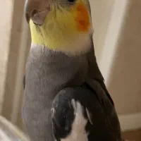 عروس هاندی نر