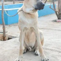 سگ سرابی و ژرمن گمشده|حیوانات|شیراز, قلات|دیوار