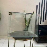 اکواریوم شیشه خم