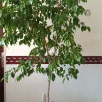 گل بنجامین درختی