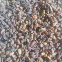 کشمش افتابی سایه خشک مویز شیراز شیره انگور شیرخرما|خوردنی و آشامیدنی|تهران, میدان میوه و ترهبار مرکزی|دیوار