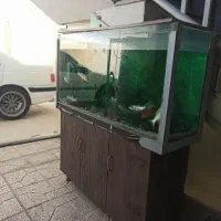 آکواریم و ماهی کوی ۸عدد|ماهی|اصفهان, دشتستان|دیوار