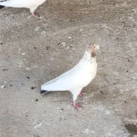 کبوتر جوجه کاشونی