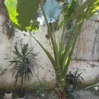 گل بابا آدم