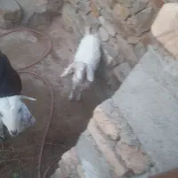 تعدادی بز و بزقاله سانن ودورگ سانن ومیش بره|حیوانات مزرعه|بیرجند, |دیوار