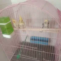 عروس هلندی اهلی