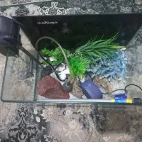 آکواریوم ماهیران و فیلتر سطلی|ماهی|اهواز, ۲۵۴دستگاه|دیوار