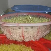 سمنو|خوردنی و آشامیدنی|تهران, سازمان برنامه جنوبی|دیوار