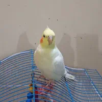 عروس هلندی لوتینو