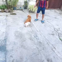 فروش دو تا سگ نر و ماده و با توله|سگ|کیاکلا, |دیوار