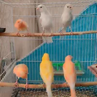 سه جفت قناری