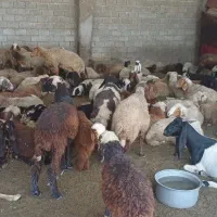 گوسفند برای داشت