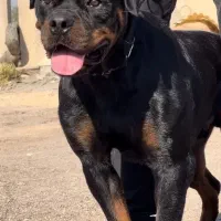 سگ نژاد روتوایلر اصیل