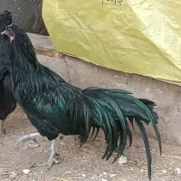 خروس سوماترا