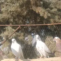 کبوتر پرشی جوجه ساعت بالا|پرنده|دماوند, گیلاوند|دیوار