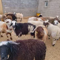 فروش ۱۰۰راس بره نر مرغوب ۵۵تا۶۰کیلو