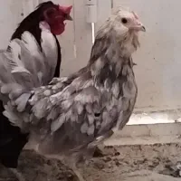 مرغ وخروس گلین