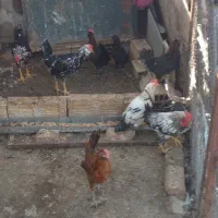 مرغ و خروس