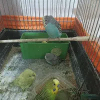 مرغ عشق با جوجه