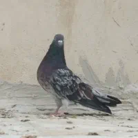 سرور رفتنی|حیوانات|ارومیه, |دیوار