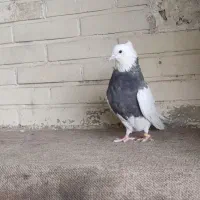 کبوتر طوقی دوتا ماده الماسی  و سیاه، نرالماسی