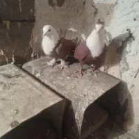 کفتر جفتی جوجه زرد گلی پلنگ|پرنده|رفسنجان, |دیوار