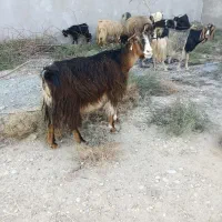 تعداد 20راس بز کهر ه دار داشتی|حیوانات مزرعه|بندر گناوه, |دیوار