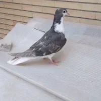 کبوتر دمگیر،دوبحر،سرخه خالدار،زره ای، مفلق سنجابی