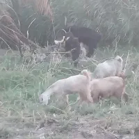 دو عدد کهره یک ساله|حیوانات مزرعه|دوگنبدان, |دیوار