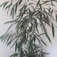 گل و گیاه فروشی|گل و گیاه طبیعی|ارومیه, |دیوار