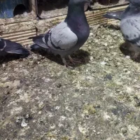 انواع پلاکی