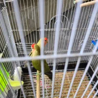 طوطی برزیلی|پرنده|شیراز, شهرک مهدیه|دیوار