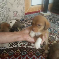 سگ پاکوتاه  از نژاد راسل تریر ورت تریر|سگ|دورود, |دیوار