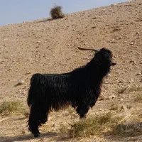 پازن تخمی فروشی