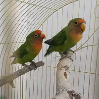 پرنده طوطی برزیلی