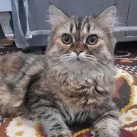 گربه پرشین