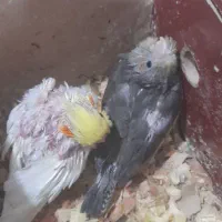 فروش عروس هلندی