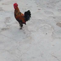 خروس پاپر