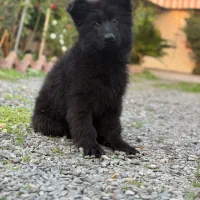 یک جفت ژرمن نر ماده خریدار واقعی تخفیف داره.|سگ|رودسر, |دیوار