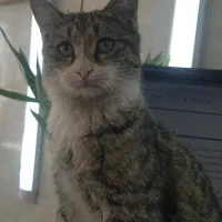 واگذاری رایگان دو بچه گربه نر ۶ ماهه و ماده ۴ ماهه|گربه|شاهین‌شهر, بنیاد ازدواج|دیوار