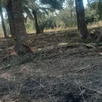 باغبانی و شخم با تیلر|خدمات باغبانی و درختکاری|آبادان, |دیوار