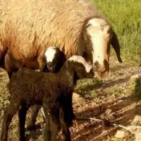 گوسفند ناب و اصیل شال ژن دار دوقلوزا|حیوانات مزرعه|شال, |دیوار