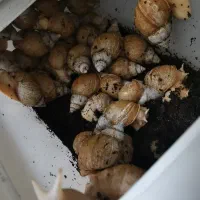 حلزون|خزنده|مشهد, فاطمیه|دیوار