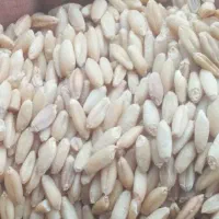 ۳ تن گندم بذر دیم درجه ۱ بوجاری سم نزده